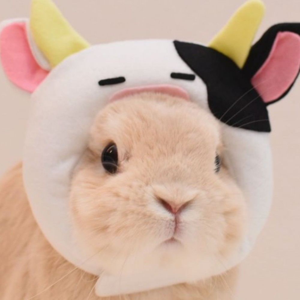 Meet your Posher, Posh